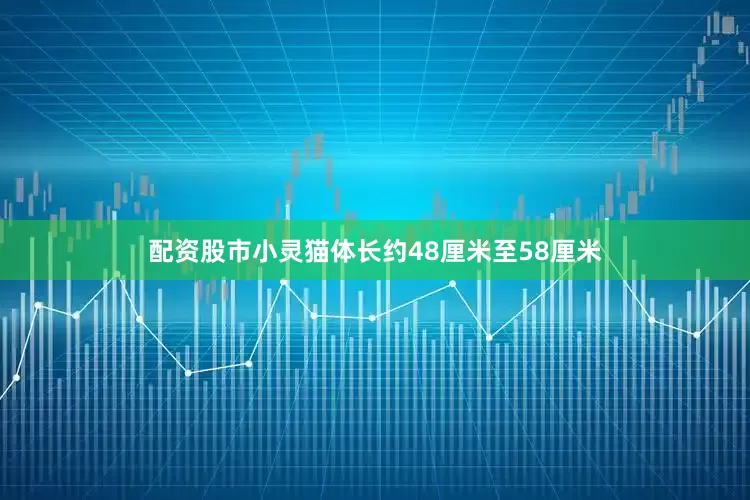 配资股市小灵猫体长约48厘米至58厘米